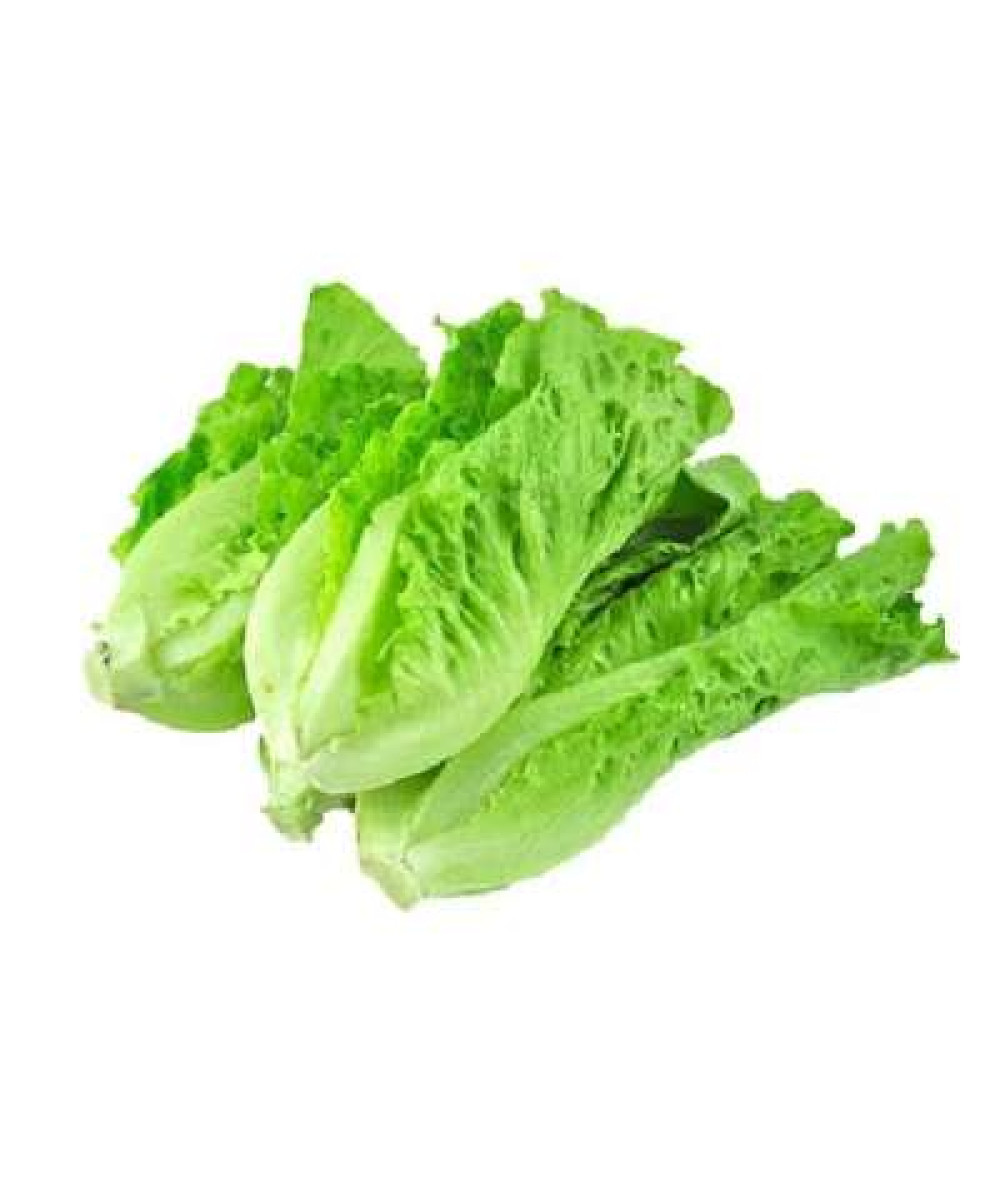 KING LETTUCE 'SALAD KING' /KG