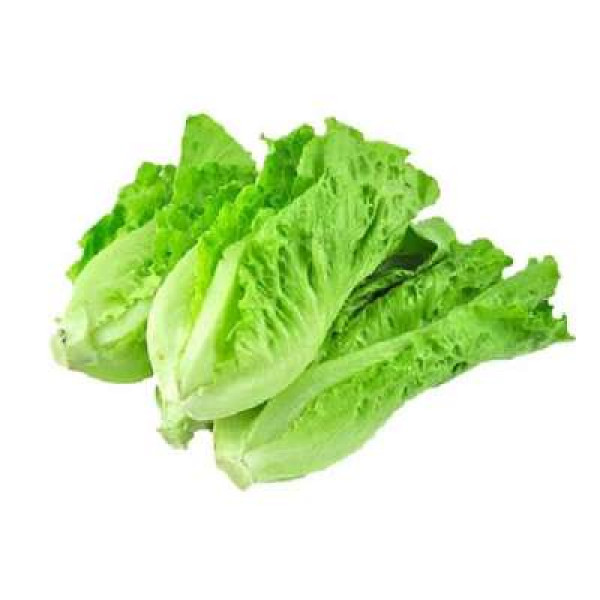 KING LETTUCE 'SALAD KING' /KG