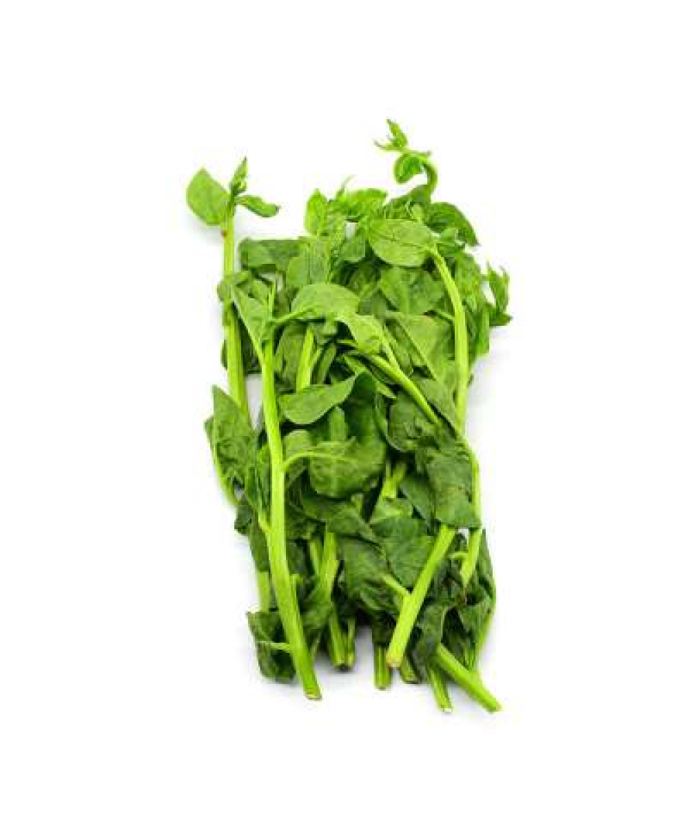 GREEN CHAN CHOY /KG