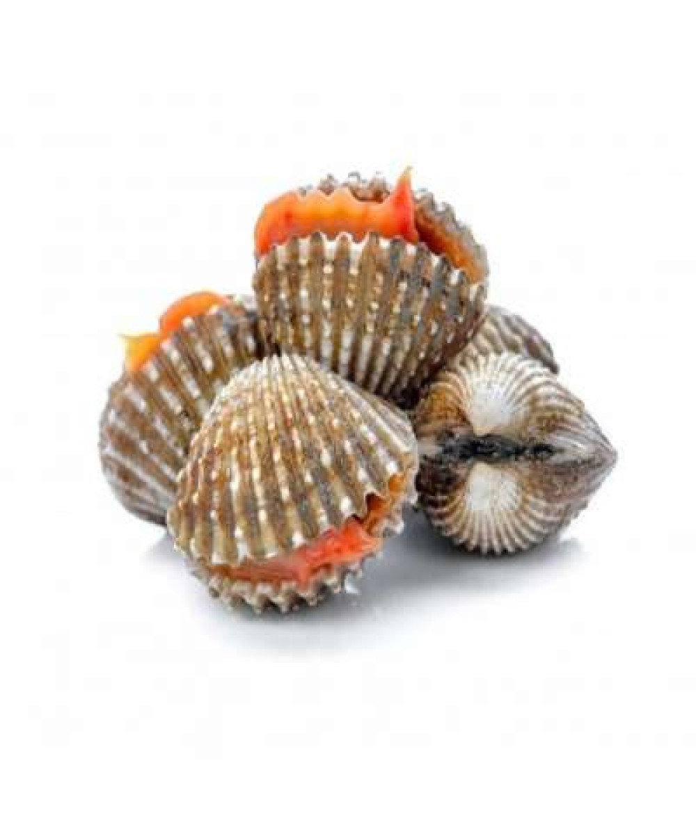 KERANG /KG