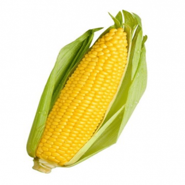 SWEET CORN (LOCAL)