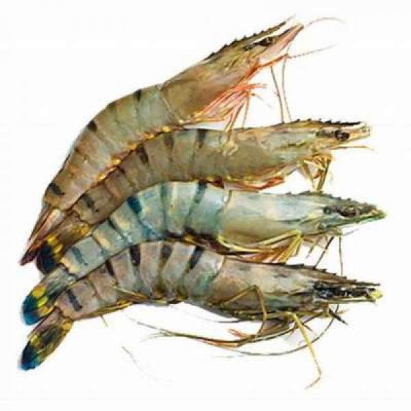 UDANG HARIMAU /KG