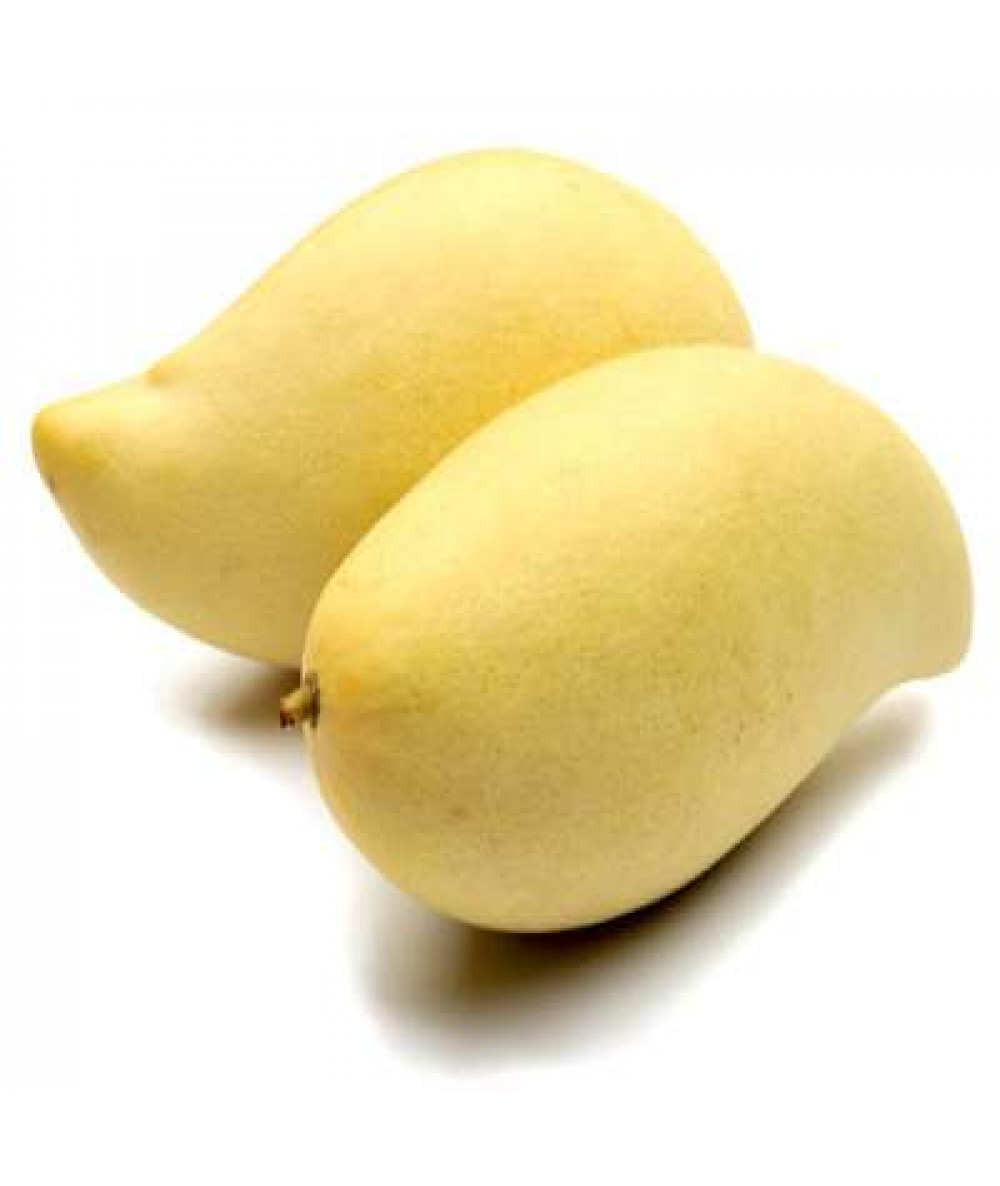 GOLD SUSU MANGO (THA) /KG 