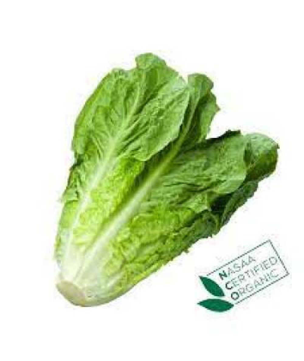 THE FARMER CRYSTAL LETTUCE  250G+/-