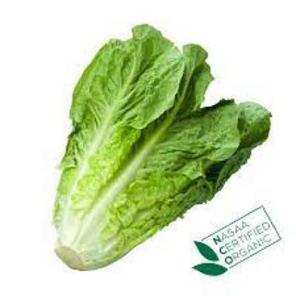 THE FARMER CRYSTAL LETTUCE  250G+/-