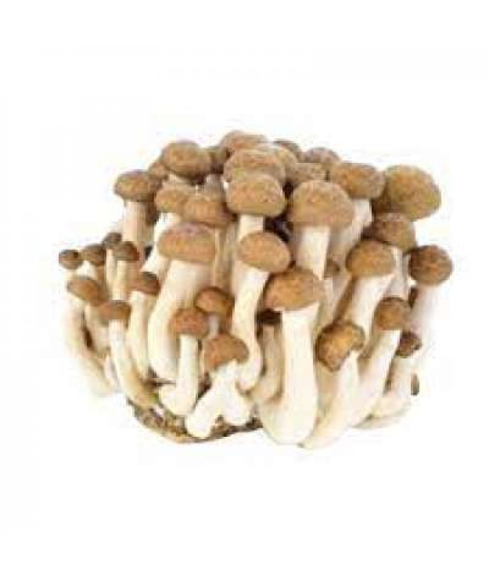 BUNA SHIMEII MUSHROOM (CHN) 150G+/-