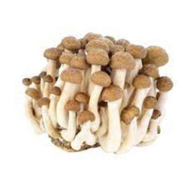 BUNA SHIMEII MUSHROOM (CHN) 150G+/-