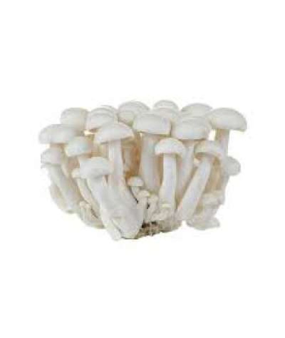 WHITE SHIMEJI MUSHROOM (CHN) C40 150G+/-