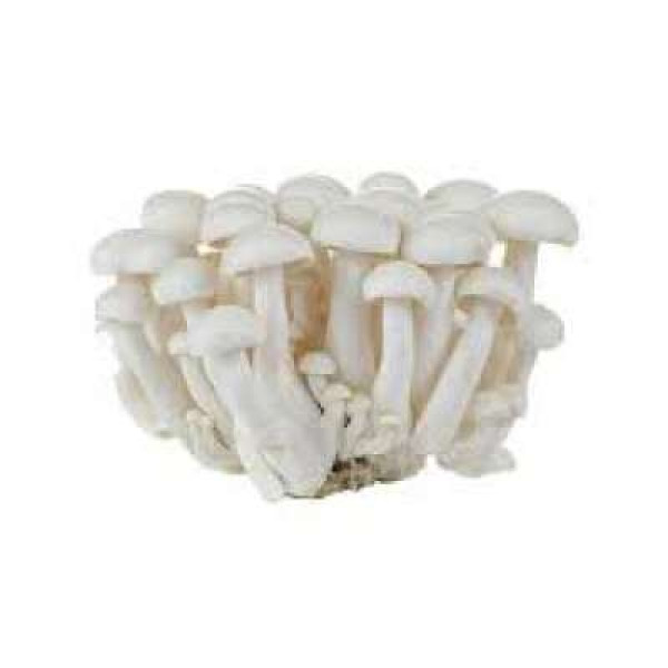 WHITE SHIMEJI MUSHROOM (CHN) C40 150G+/-