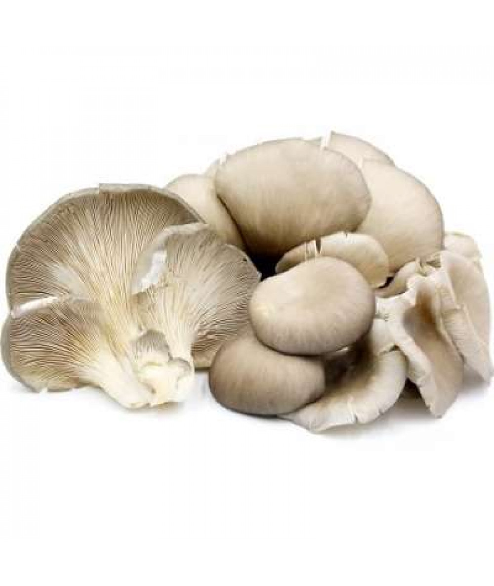 DMI GREY OYSTER MUSHROOM 500G+/-