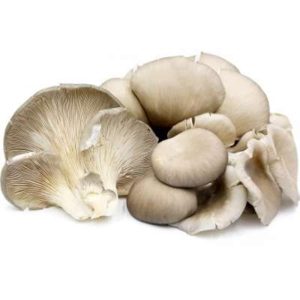 DMI GREY OYSTER MUSHROOM 500G+/-