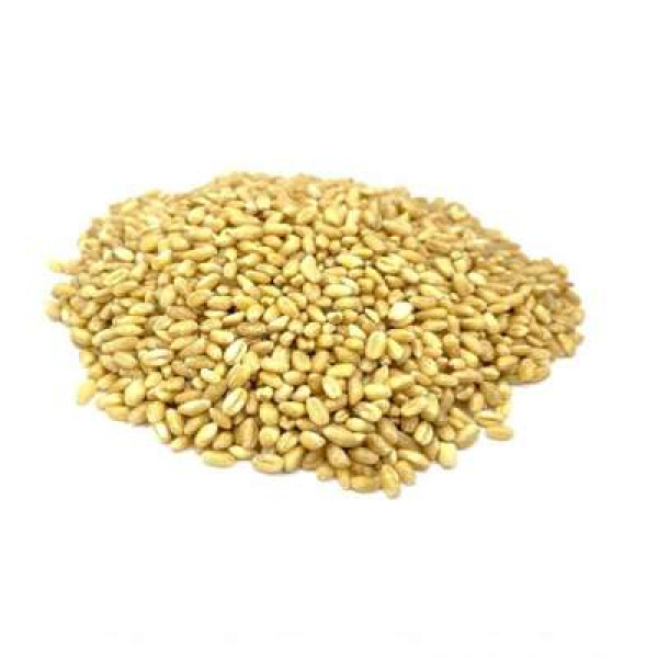 GANDUM / WHEAT 500G