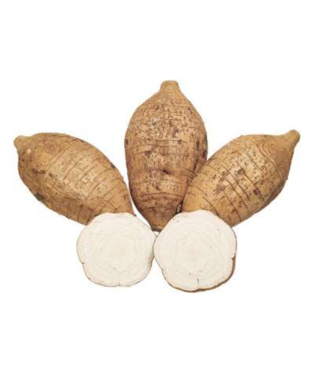 ARROW ROOT 'FANKOT' (CHN) K10 /KG