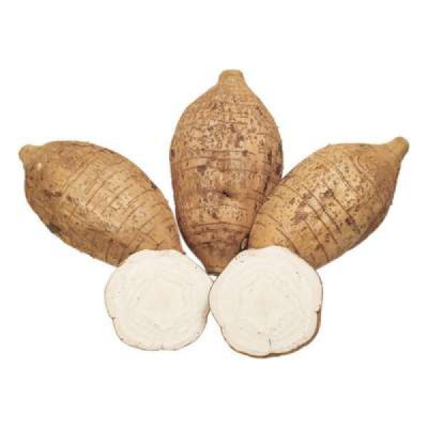 ARROW ROOT 'FANKOT' (CHN) K10 /KG