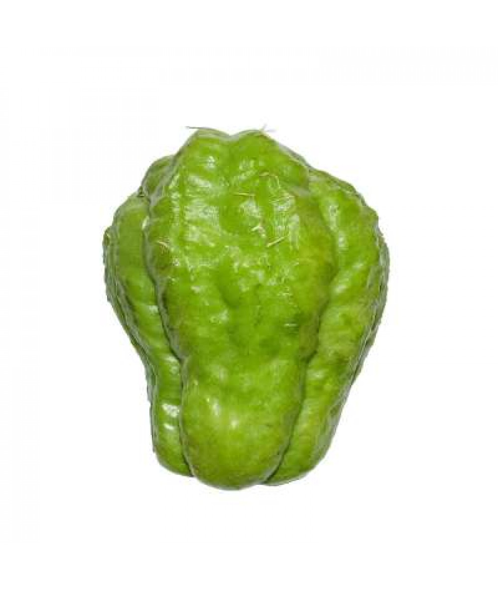 ENGLISH GOURD 'CHAYOTE' /KG