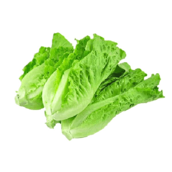 KING LETTUCE 'SALAD KING' /KG