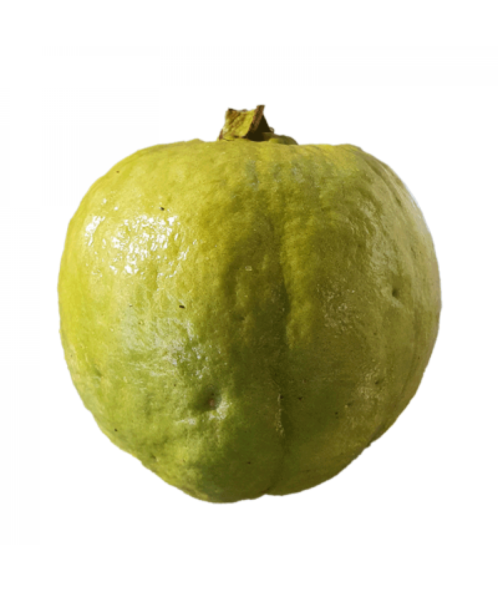 LOHAN GUAVA 'JAMBU BATU'  L / XL /KG