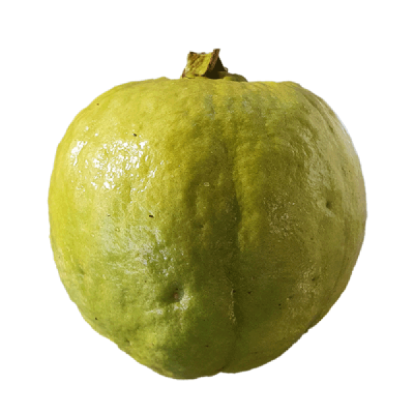 LOHAN GUAVA 'JAMBU BATU'  L / XL /KG