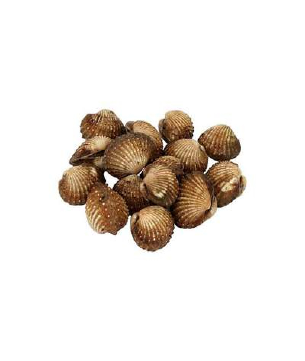 KERANG /KG