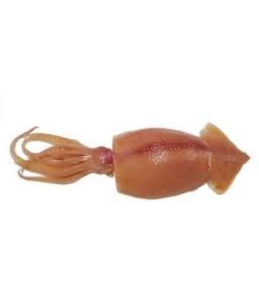 SOTONG RENDAM (WET SQUID) / KG