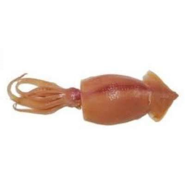 SOTONG RENDAM (WET SQUID) / KG