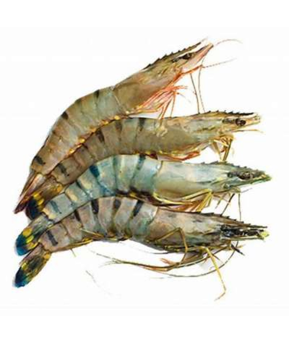 UDANG HARIMAU /KG